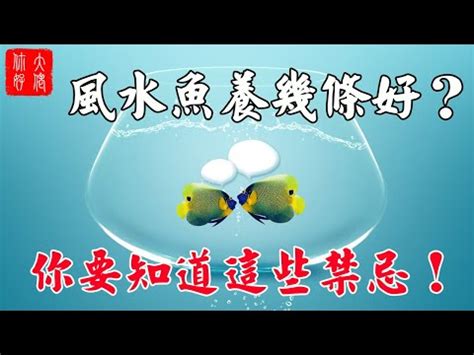 魚缸魚隻數量|養對魚數：財運滾滾來